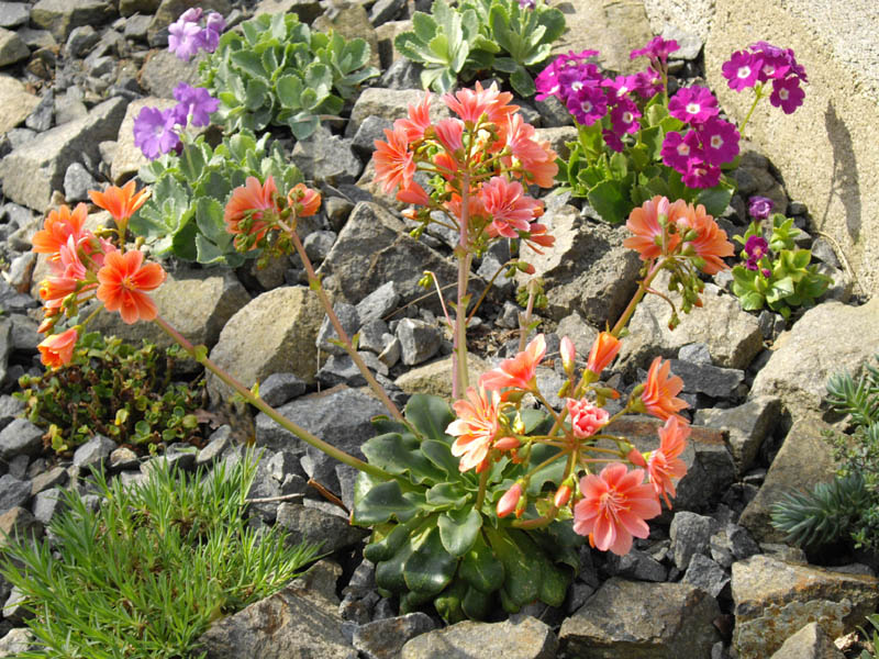 Lewisia cotyledon — formes orangées photo